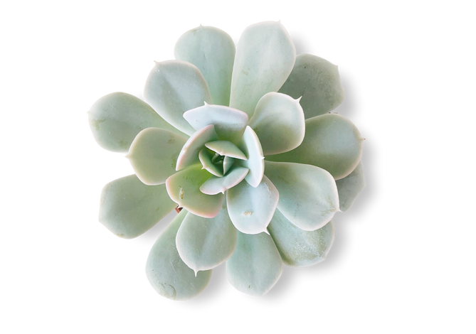 succulent 2 succulent 2